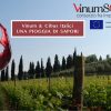 Veneto, terra di vino
